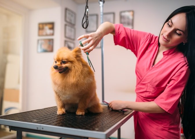dog1