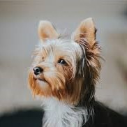 yorkie